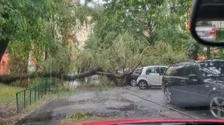 Powalone drzewo po burzy w Dąbrowie Górniczej