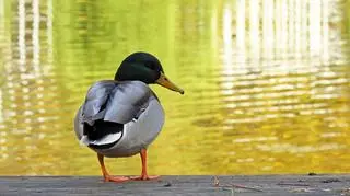 Wszystkich Świętych w jesiennej scenerii