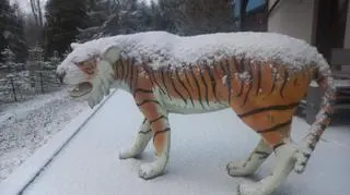 Pierwszy śnieg w miejscowości Kobysewo (Pomorskie)