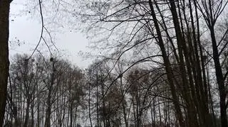 Nowy Tomyśl (Wielkopolskie)