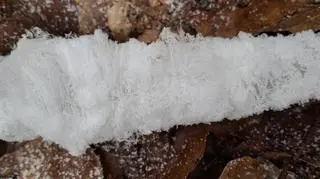 Lodowe włosy w wejherowskich lasach