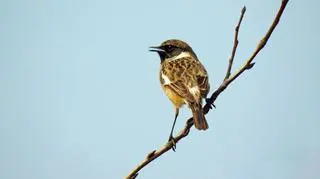 Wiosna nie ustępuje