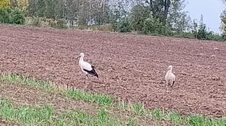 Bociany w październiku, Wielkie Oczy (Podkarpackie)