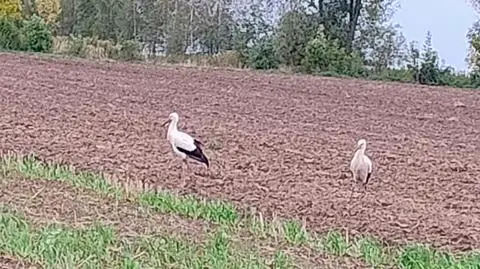 Bociany w październiku, Wielkie Oczy (Podkarpackie)