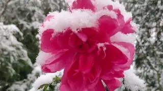 Zima w ogródku, 13.11