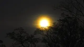 Bobrzy Superksiężyc, Dąbrowa Tarnowska (Małopolskie)