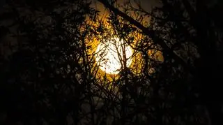 Bobrzy Superksiężyc, Dąbrowa Tarnowska (Małopolskie)