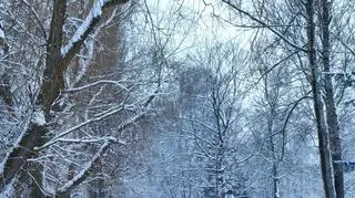 Park Sielecki w Sosnowcu 