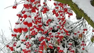 Pierwszy śnieg, Ornontowice (Śląskie)