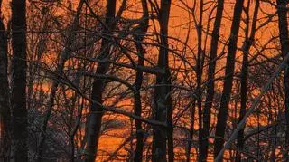 Zimowy poranek, Brzeszcze (Małopolska)