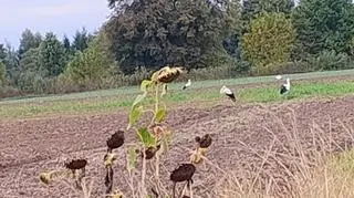 Bociany w październiku, Wielkie Oczy (Podkarpackie)