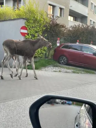 Łosie na Bemowie w Warszawie 