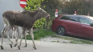 Łosie na warszawskiej ulicy. "Jakby po prostu wyszły na spacer"