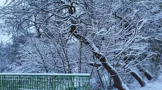 Park Sielecki w Sosnowcu 