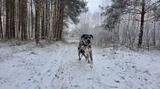 Pies Zorza na spacerze w pierwszym śniegu