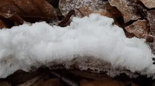 Lodowe włosy w wejherowskich lasach