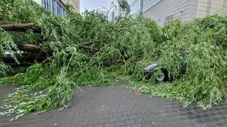 Przewrócone drzewo, Łódź
