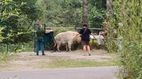 Zdarzenie w ZOO w Poznaniu