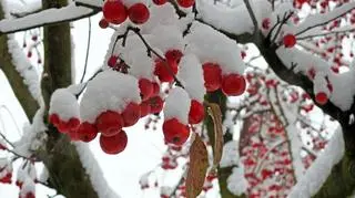 Pierwszy śnieg, Ornontowice (Śląskie)