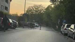 Łosie na Bemowie w Warszawie 