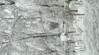 Dębica (Podkarpackie)