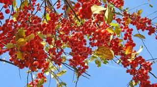 Wszystkich Świętych w jesiennej scenerii