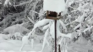 Zimowy poranek, Równe (Podkarpackie)