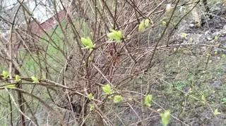Wiosna w Opolu