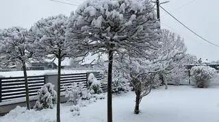 Zawierzbie koło Dębicy (Podkarpackie)