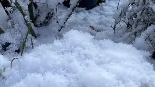 Kwiecień-plecień, Stegna na Mazowszu