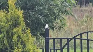 Biały wróbel z rzadką mutacją, Brzoza (Kujawsko-Pomorskie)