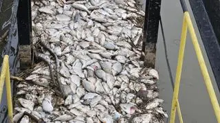 Kanał doprowadzający wodę do EC Siekierki