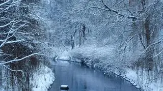 Park Sielecki w Sosnowcu 