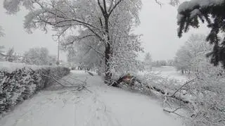 Tarnów (Małopolskie)