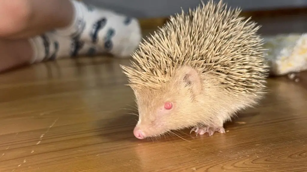 Jeż albinos