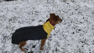 Zima, Przemyśl nad Sanem (Podkarpackie)