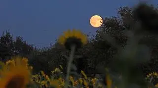 Krwawy Księżyc w Pełni Myśliwych, Ornontowice (Śląskie)