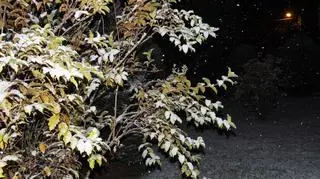 Zaczął mocno sypać śnieg