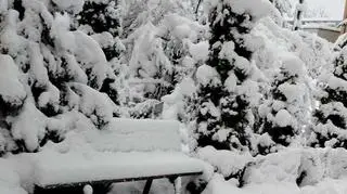 Zasypana Dębica (Podkarpackie)