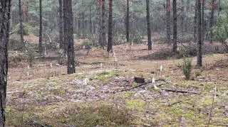 Niezwykłe zjawisko w lesie
