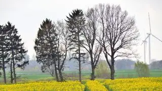 Wiosenna pogoda i pięknie kwitnący rzepak w okolicach Duninowa na Pomorzu