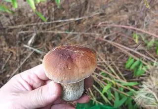 W pogoni za grzybami gubią się w lasach