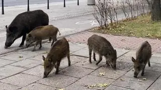 Dziki w Warszawie