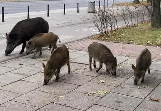 Locha z młodymi przy ruchliwej arterii