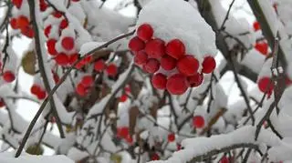 Pierwszy śnieg, Ornontowice (Śląskie)