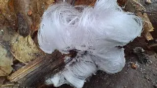 Lodowe włosy, Trójmiejski Park Krajobrazowy w Gdańsku