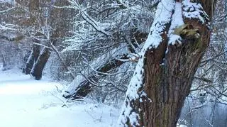 Park Sielecki w Sosnowcu 