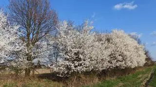 Przed załamaniem pogody ciepło i słonecznie, Ornontowice (Śląskie)