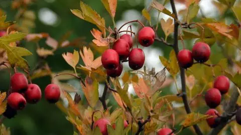 Po deszczach z przejaśnieniami