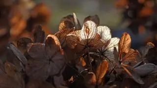 Czasem słońce, czasem lód i śnieg, zimno, 	
Ornontowice (Śląskie)